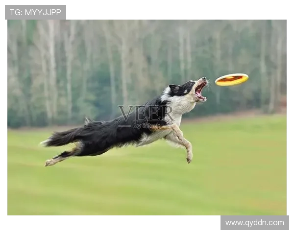 深圳飞盘队的奋斗与荣耀:一段激情四溢的飞盘纪实之旅 深圳飞盘队的奋斗与荣耀:一段激情四溢的飞盘纪实之旅